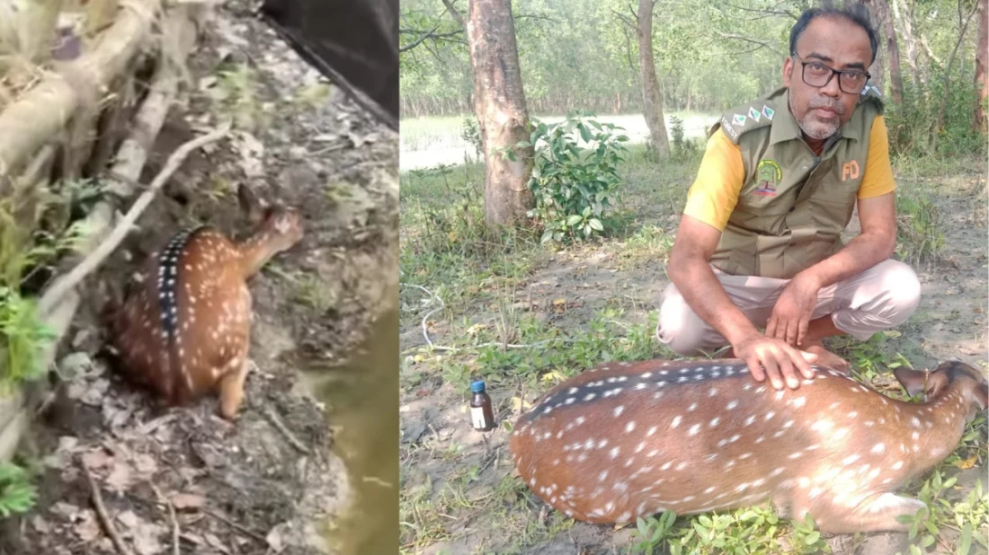 বরগুনায় কুকুরের তাড়া খেয়ে বাড়িতে ঢুকে পড়লো বনের হরিণ